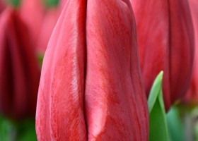 Tulipa Strong Love ® (4)